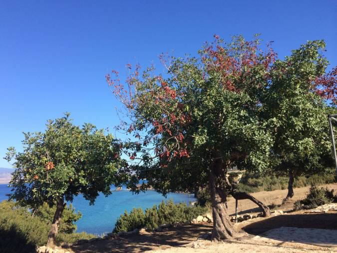 Le Caroubier, arbre aux mille vertus © Diane Cassis