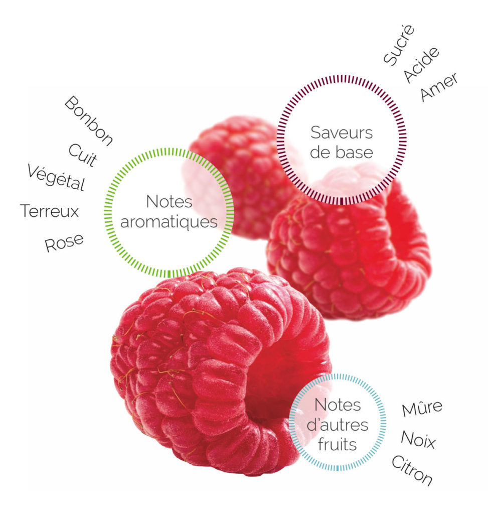 Profil Framboise Fruitologie - les Vergers Boiron